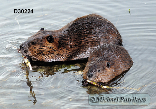 North American Beaver (Castor canadensis)